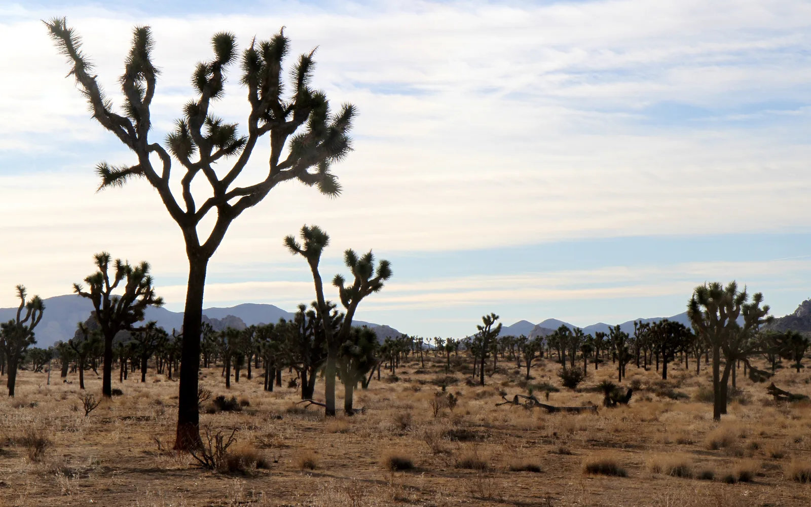 Joshua trees and desert shrubs on sandy terrain under clear sky at Joshua Tree National Park